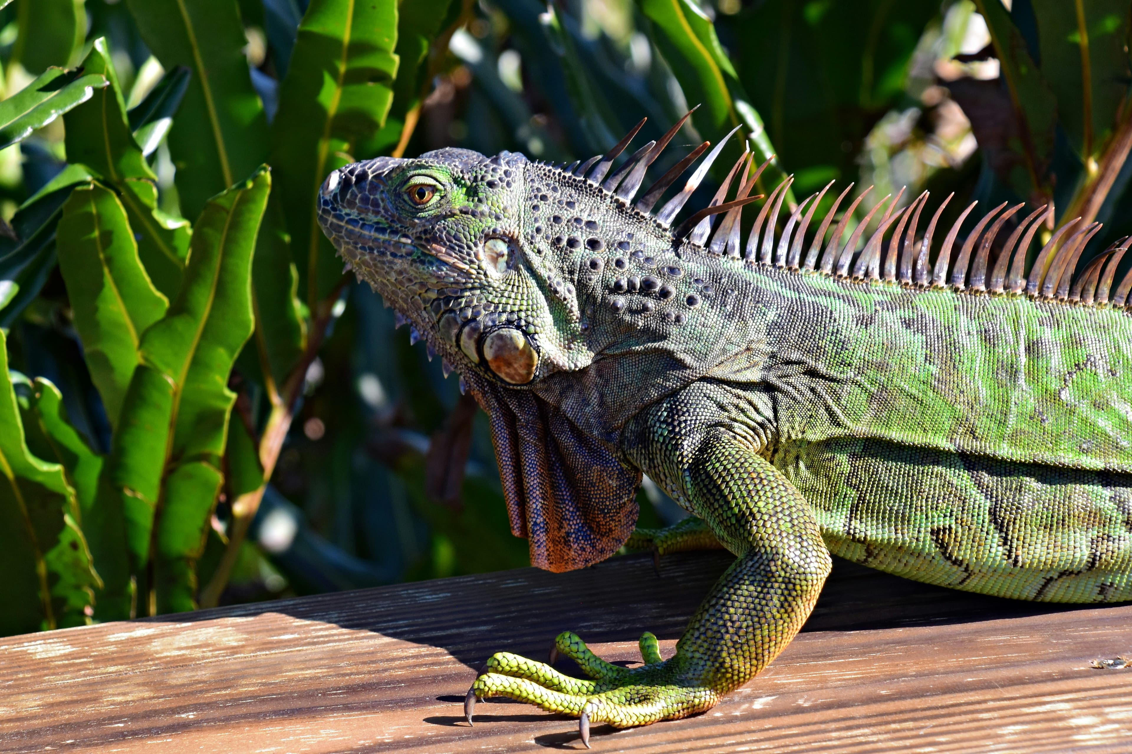 GTA 6 Wildlife Guide — Every Confirmed Animal So Far